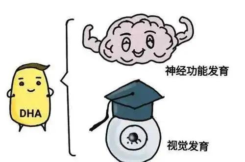 dha要怎么吃才有效请看,dha能瞎补吗