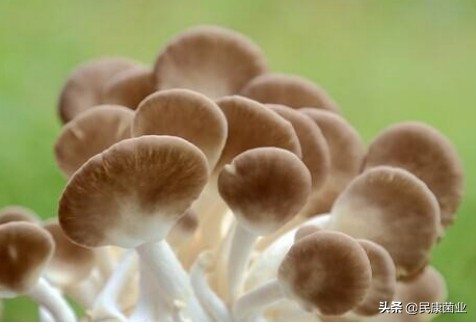 秀珍菇和什么菜搭配最好,秀珍菇的营养成分