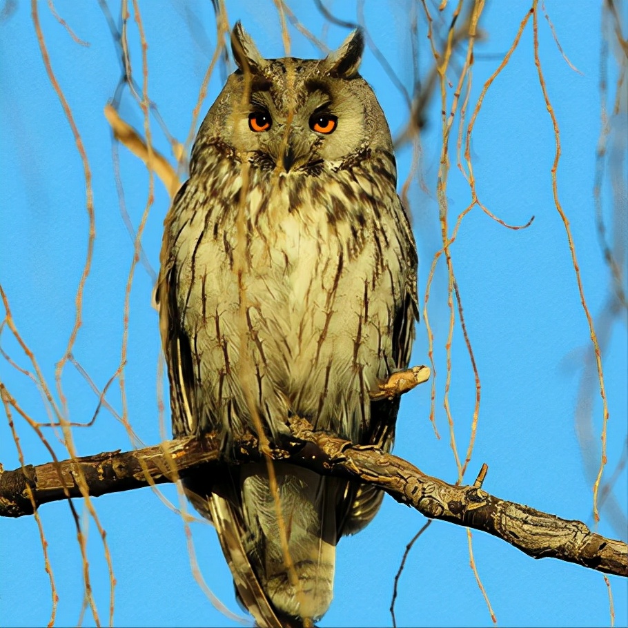 东江揽胜,惠州淡水常见鸟类图谱