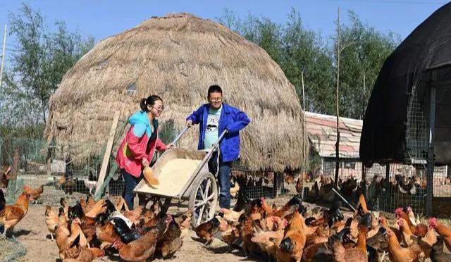农村养鸡要在哪里找销路,想回家做养殖怎么找销路