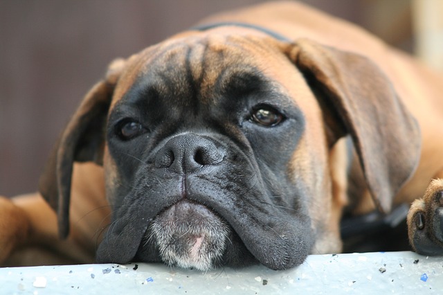 狗狗常见的100病,狗狗有多少种传染病