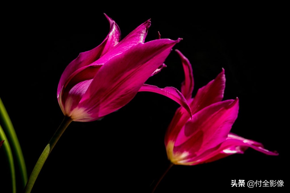 北京国际鲜花港有限公司,北京国际鲜花港一日游