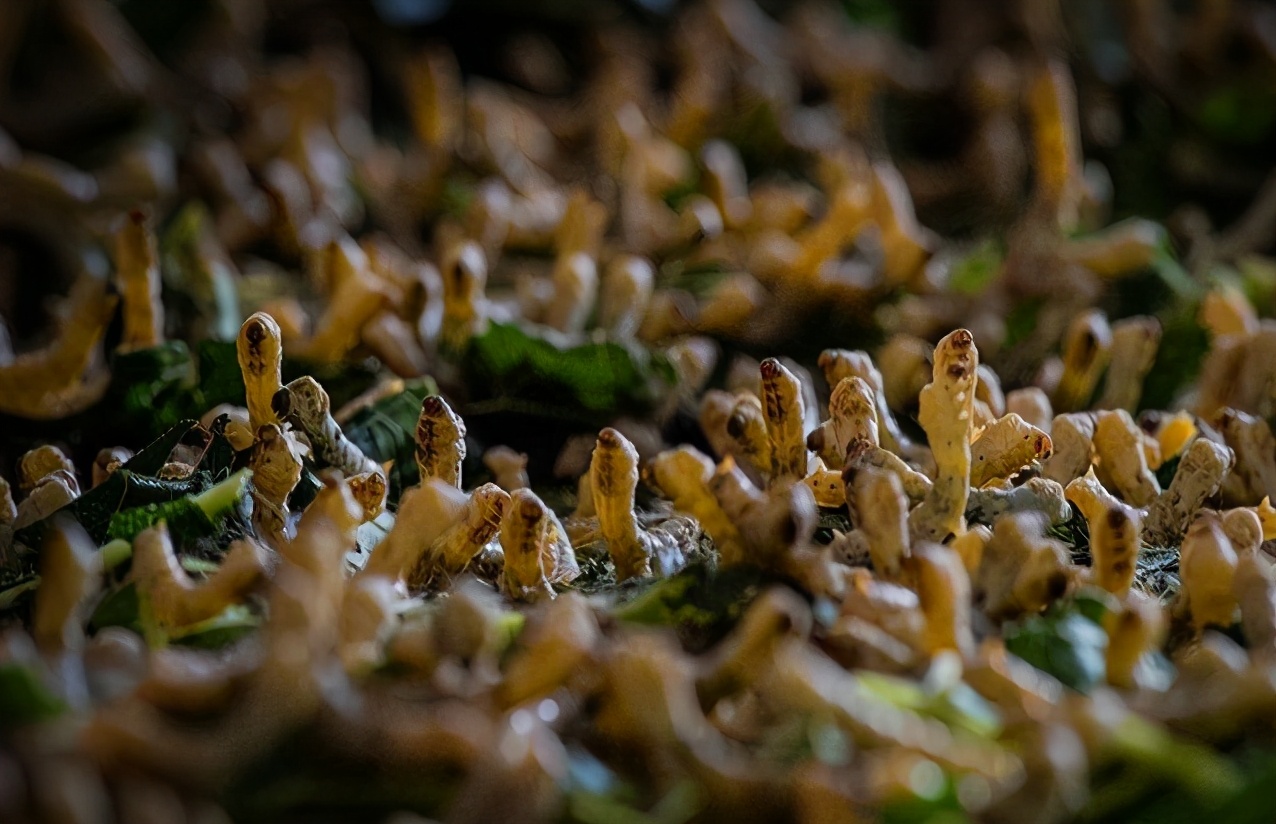 小云龙简介,小云龙的视频