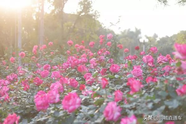 深圳八大主题公园免费开放,深圳遛娃50个必去的主题公园