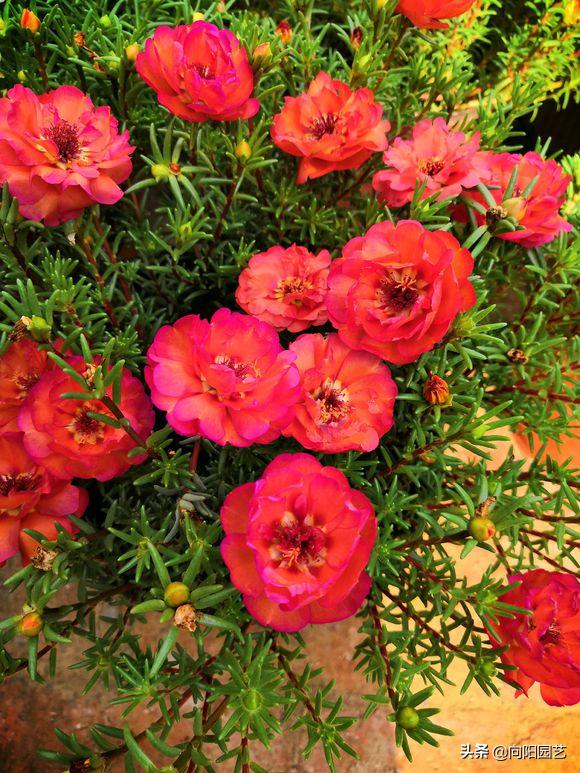 太阳花冬天开花吗,太阳花怎样才能开一整天