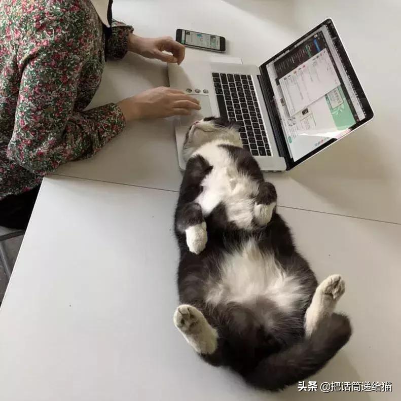 猫故事全集,猫故事小说