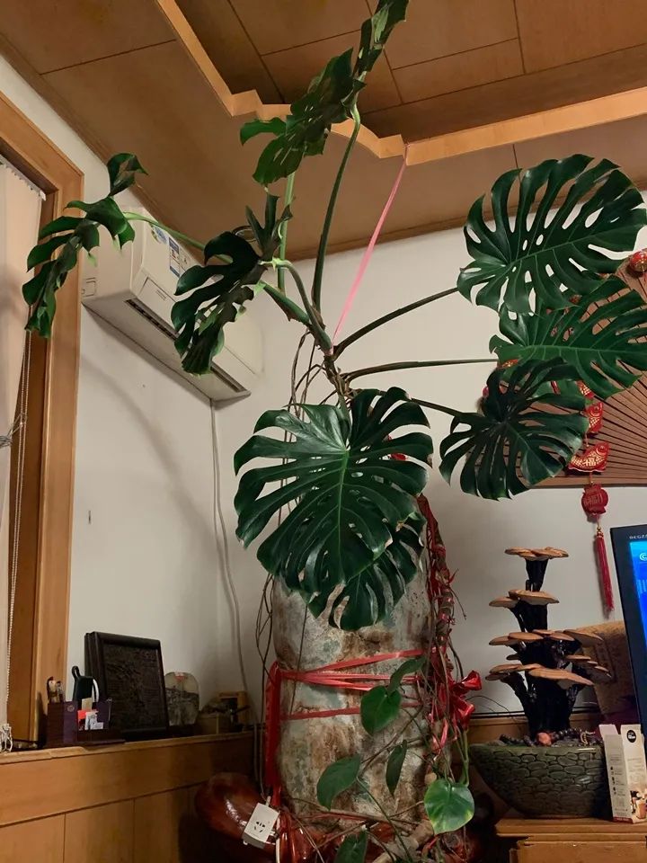 90岁的阿婆，养了株20年的龟背竹，冲上三层楼！霸气镇宅！