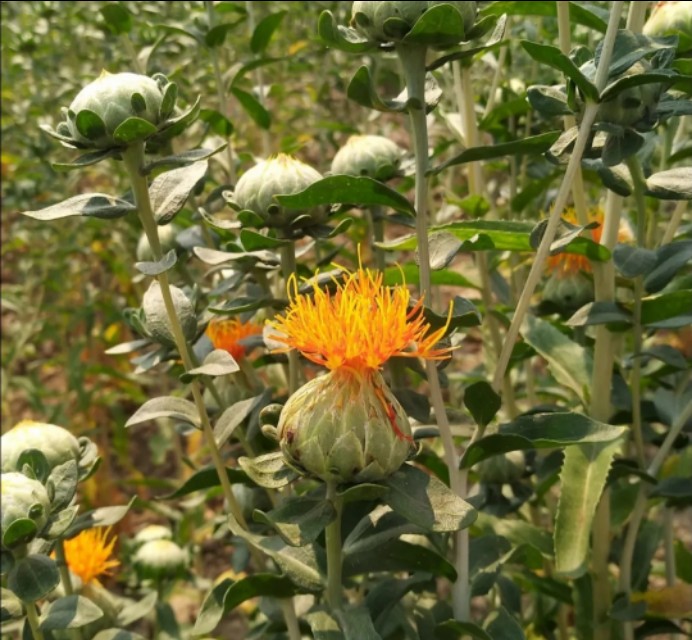 红花能榨油吗,红花种子可榨油