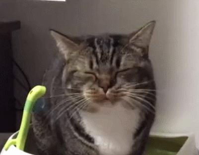 猫咪拉屎姿势好笑,猫咪拉屎搞笑表情