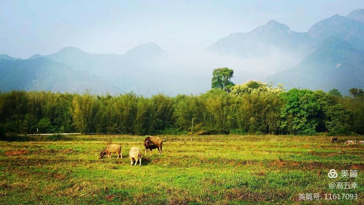 高五幸,高五幸简介