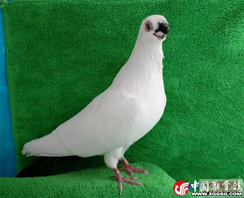 北京鸽哨制作,北京鸽哨晨曲