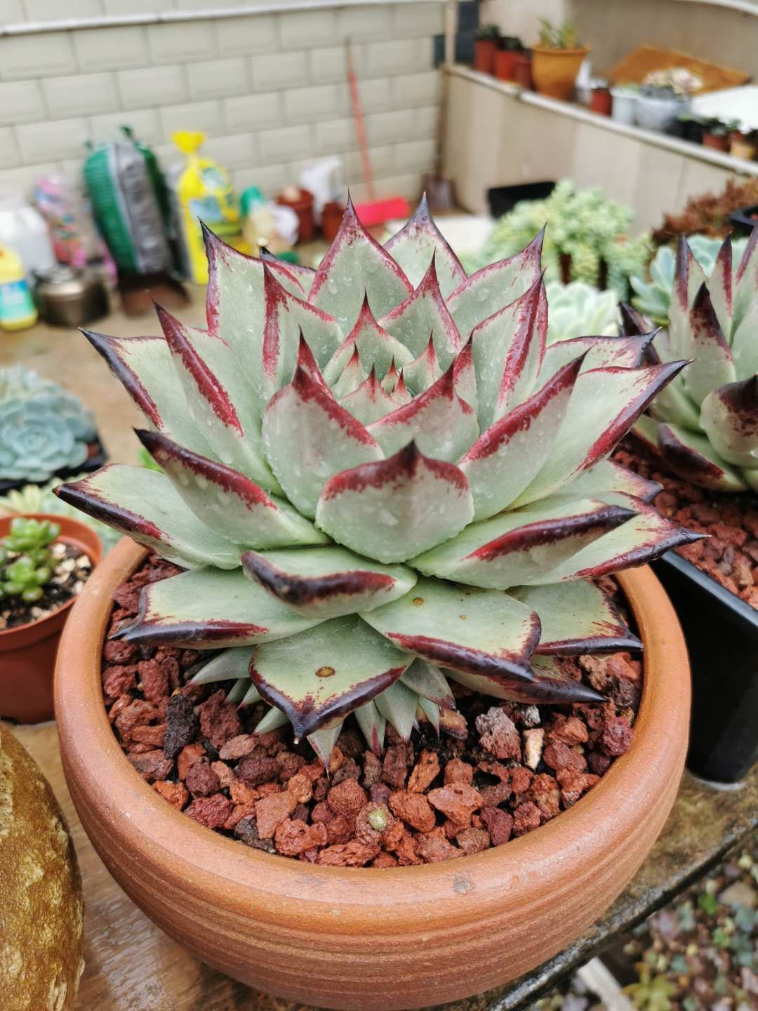 多肉徒长了之后怎么养成老桩,多肉徒长如何操作快速成老桩