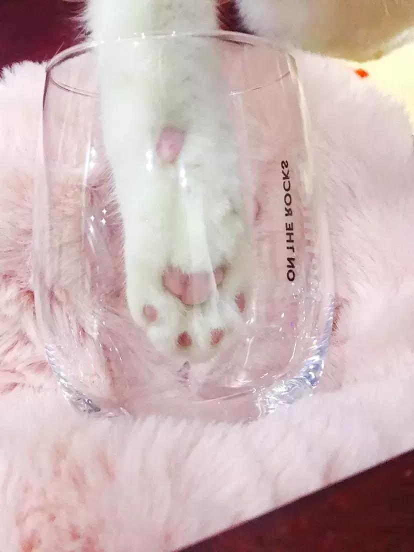 福利社|别抢咯，进来领猫爪杯啦！
