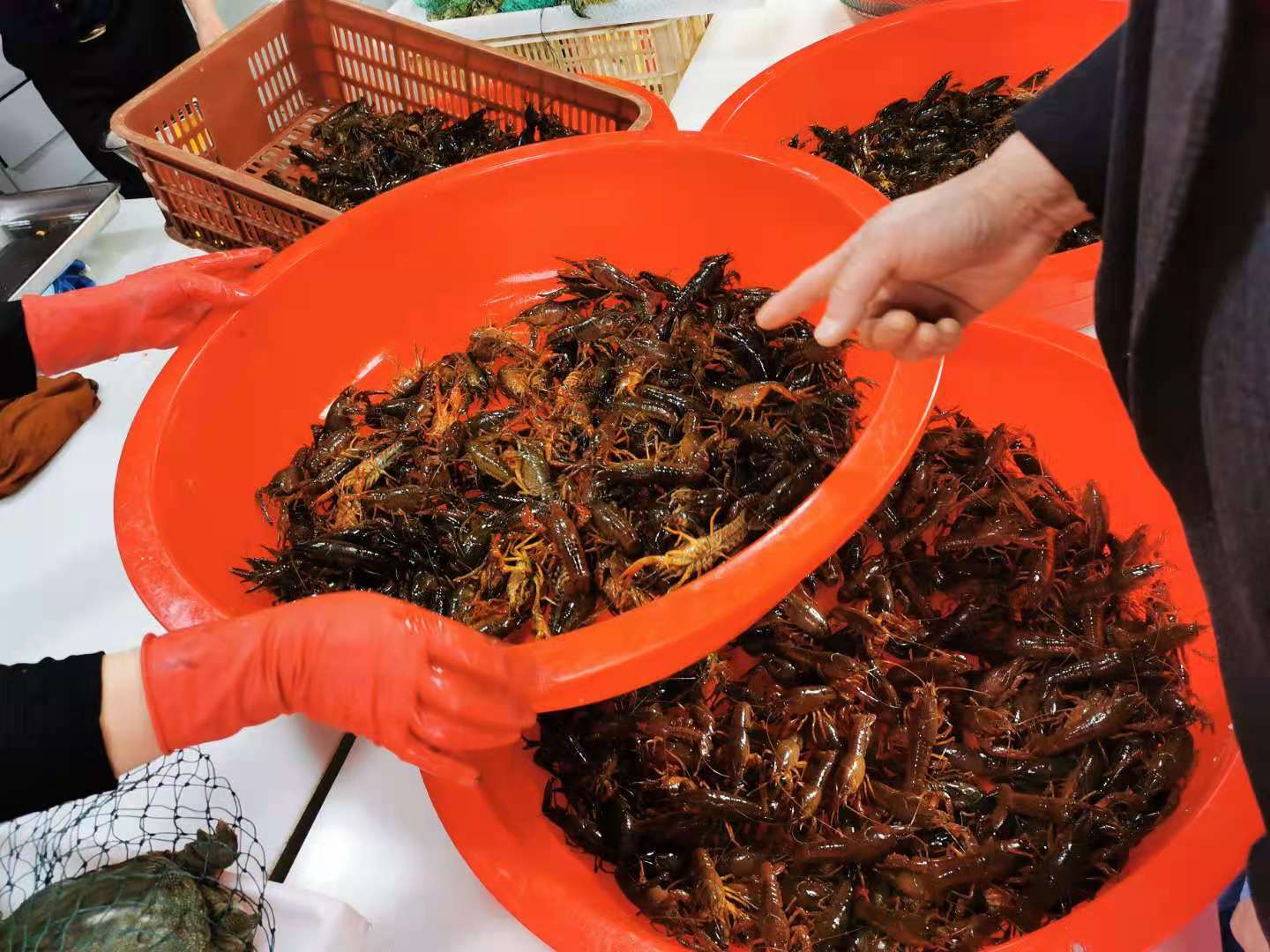 小龙虾怎么焯水虾肉不松散家常,小龙虾怎么煮肉质才q弹