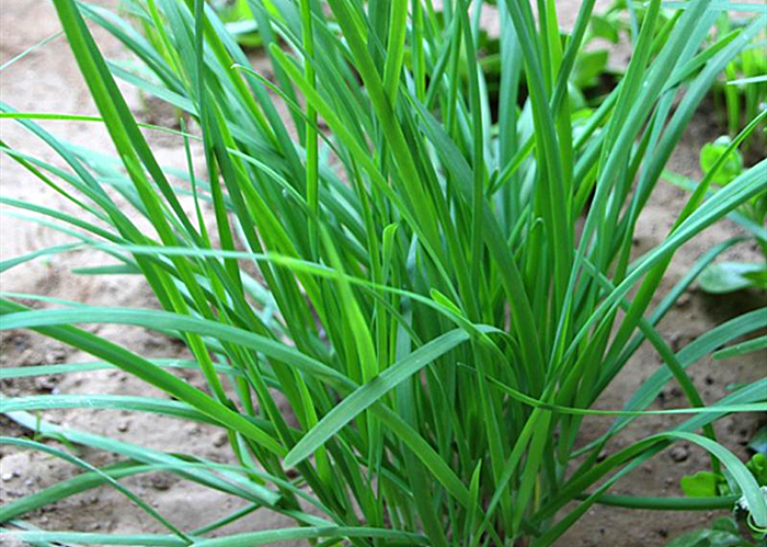 这种菜随处可见却是美食,这个菜一年四季都在吃