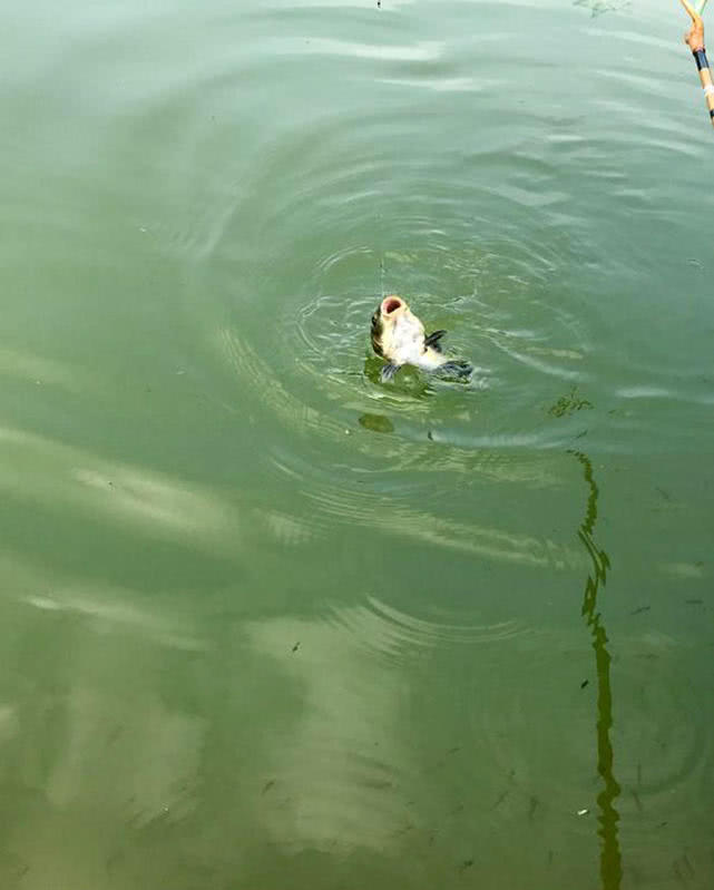 并继鱼竿和振出竿区别,振出式鱼竿和并继式鱼竿哪个好