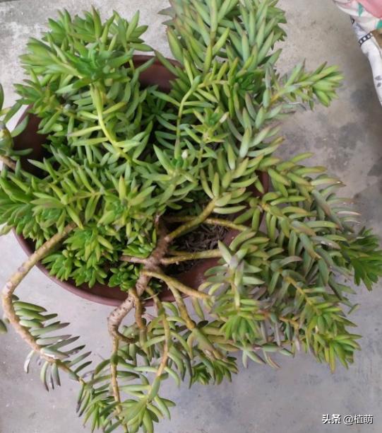 千佛手叶片发灰并且会枯萎,千佛手长出几个头怎么修理