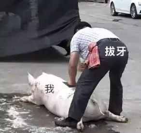 为什么拔智齿那么疼,为什么拔智齿会痛这么久