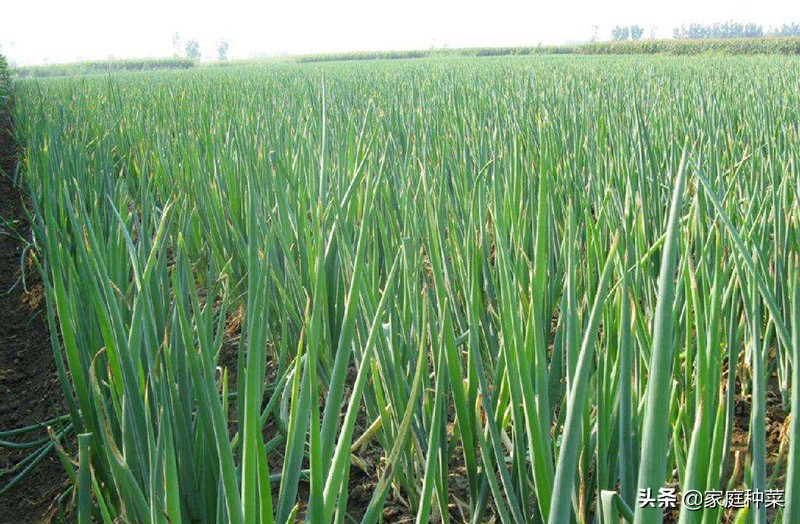 胡萝卜产生“佛手”，虽然看起来很漂亮，却可能导致植株提早死亡