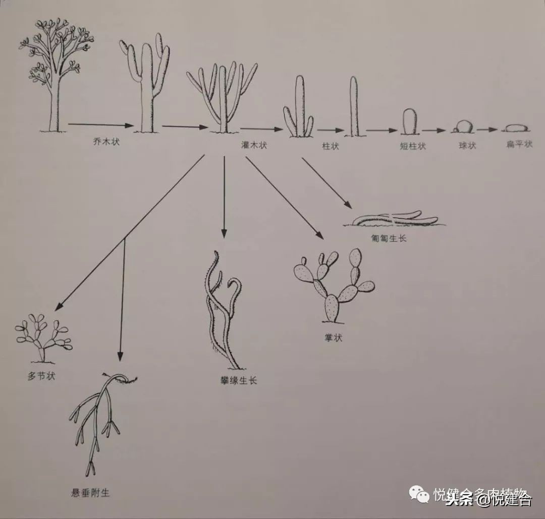 仙人掌是怎么适应环境的,仙人掌形态