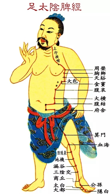 阴陵泉穴准确位置脾虚,中医说阴陵泉穴作为祛湿大穴
