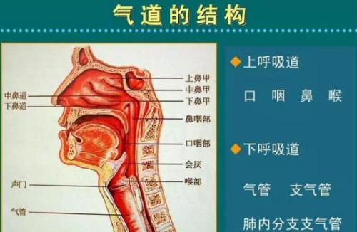 猫咪掉毛铲屎官怎么办,怎样解决猫咪掉毛非常严重的情况