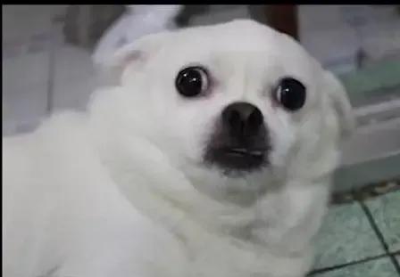 陈思诚是花花公子吗,陈思诚的成名往事