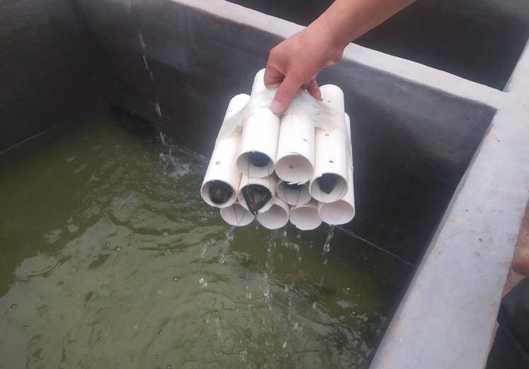 *疆新**男子沙漠5亩池塘养澳洲淡水虾，个头比手掌大，亩利润达万元