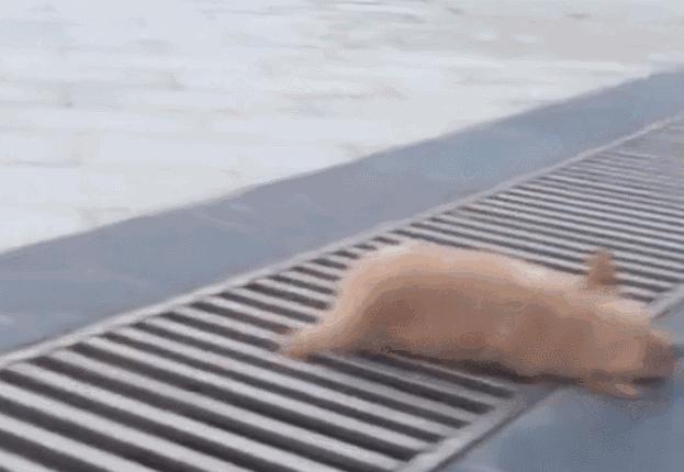 小金毛想要跳过井盖，没想到竟直接插了进去