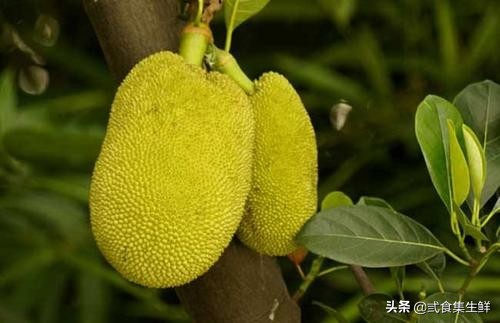 怎样知道菠萝蜜在树上熟了,菠萝蜜嫁接苗几年才能结果
