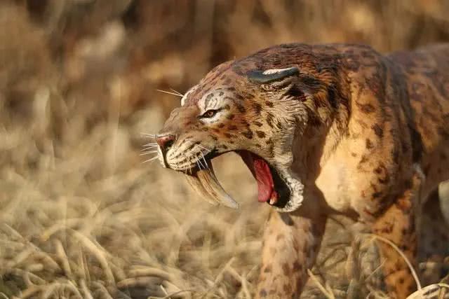 剑齿虎的牙齿那么长是怎么捕食的,剑齿虎有没有捕食者之眼