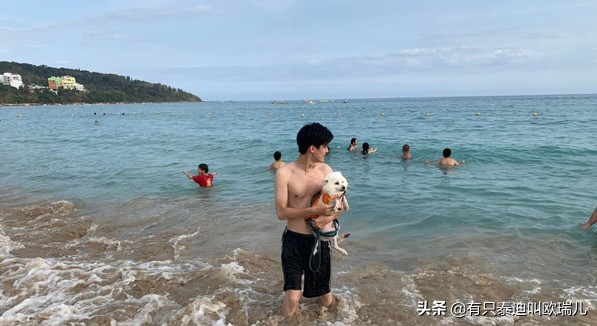 一半都领养！45只汪搭游览车出去玩整团狗下车路人抢合照！