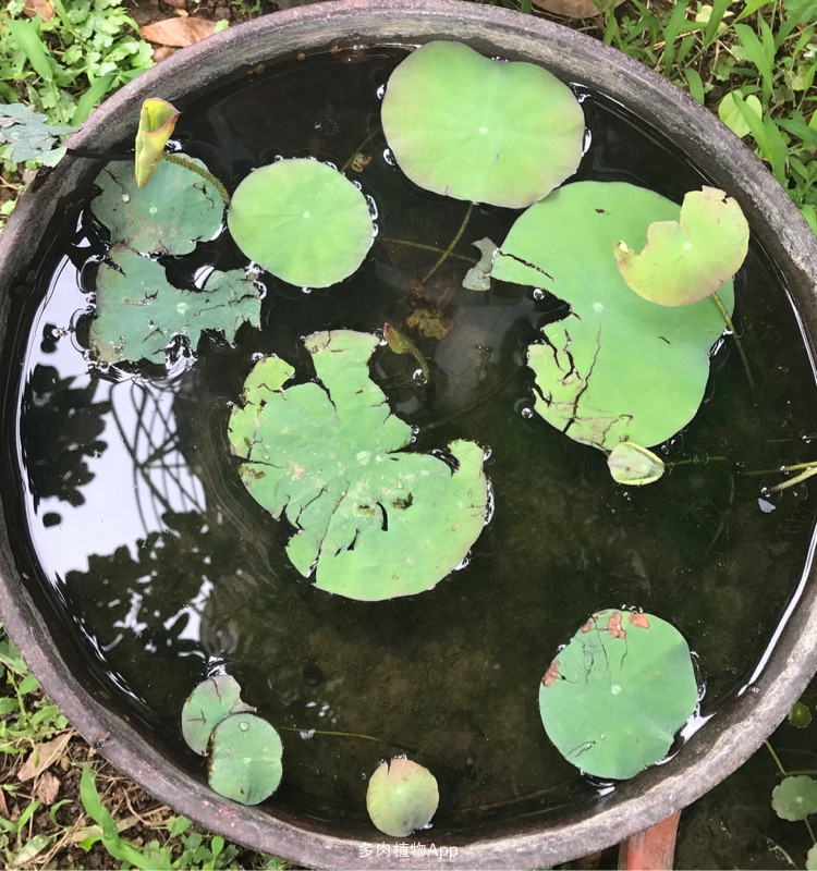 碗莲移栽最佳时间和方法,碗莲移栽的最好方法