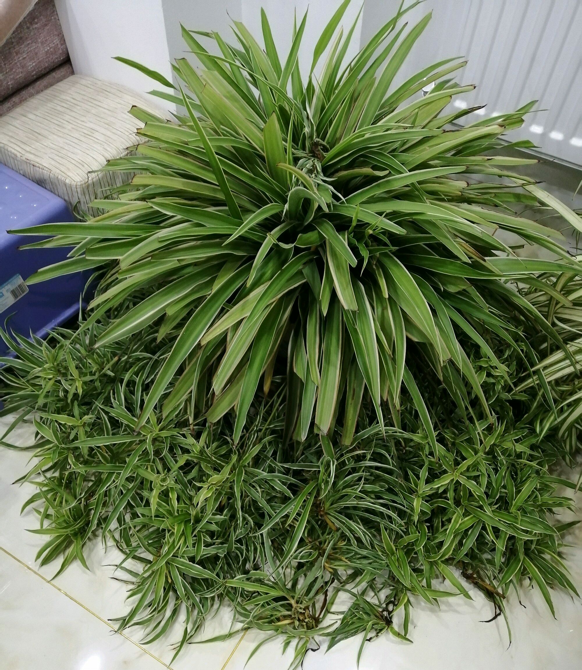 金边吊兰烂根换盆多久生根,吊兰全部发黄烂根还有救吗