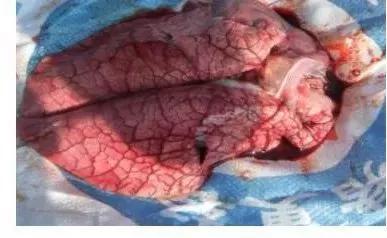 真菌毒素检测仪检测黄曲霉毒素,黄曲霉毒素用elisa检测