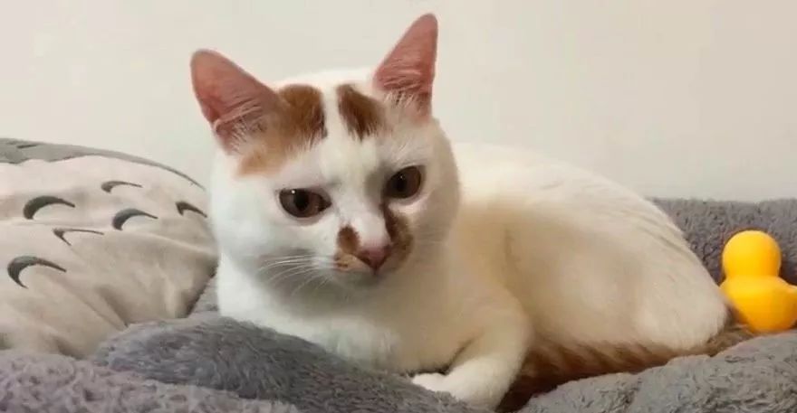 猫窝倒扣闷死猫事件,猫窝导致宠物窒息