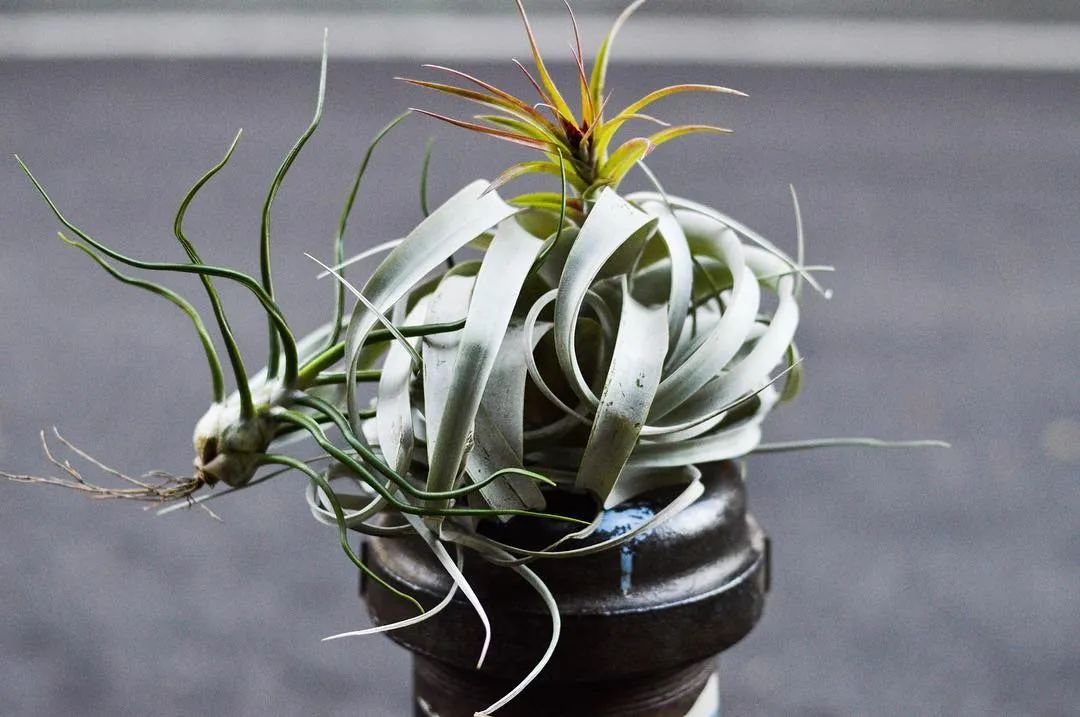 金盆洗手吧，植物杀手们