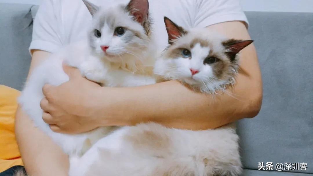 深圳猫市,深圳猫