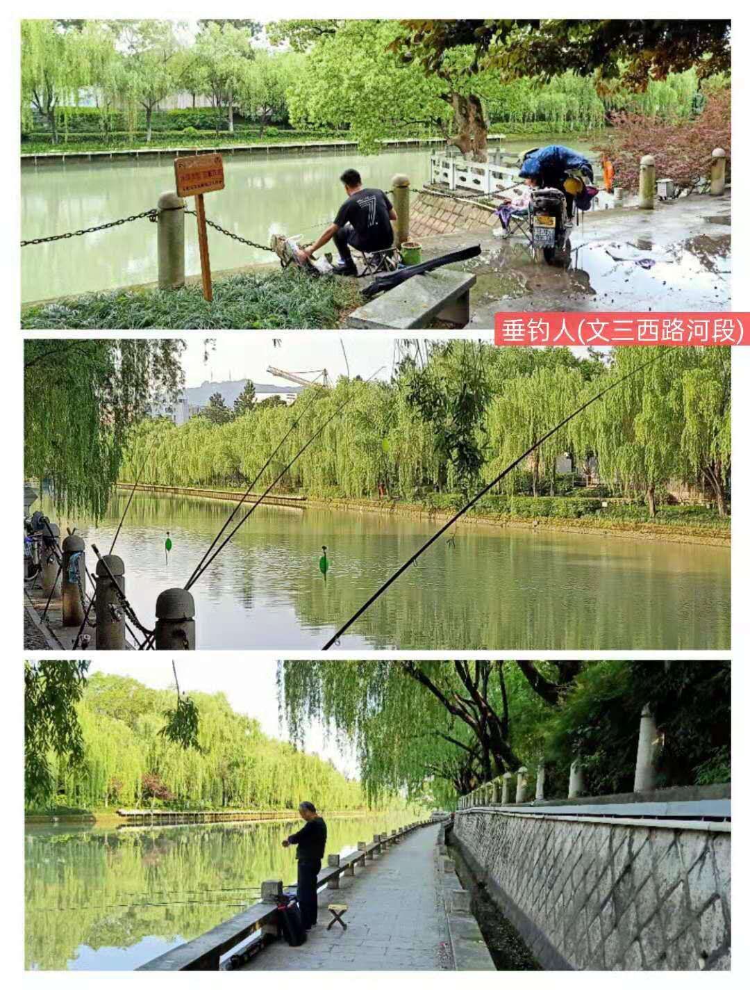 紫金港绿道钓鱼,紫金港河钓鱼