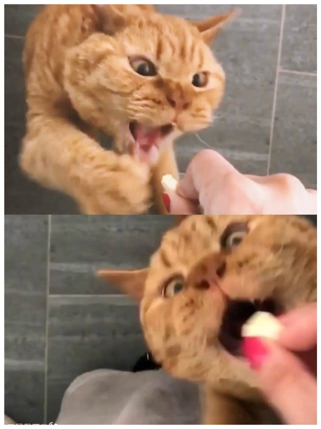 演技爆表！为了不吃药这猫学会了螃蟹的技能