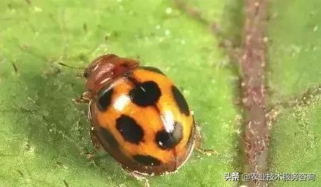 桉树虫害的天敌有哪些,虫害防治需要多少天敌