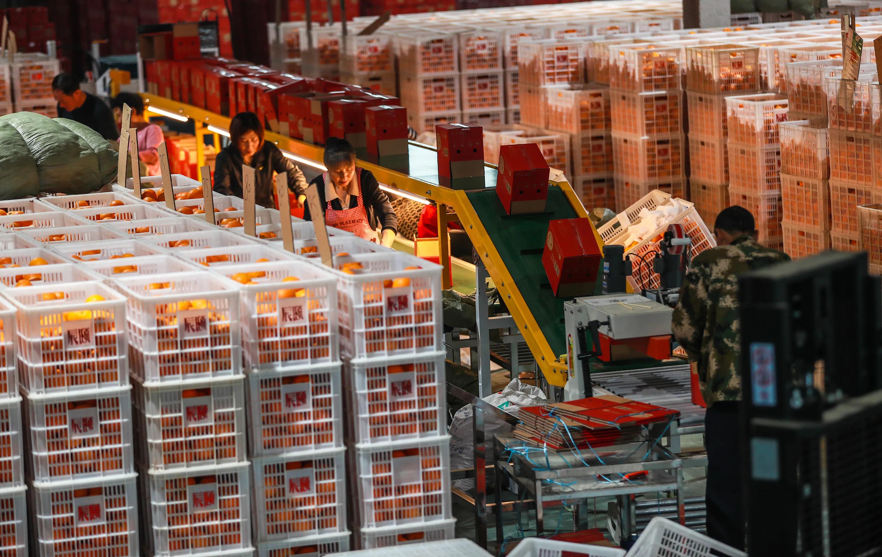 秭归县柑橘加工,秭归脐橙分选