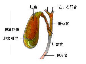 胆结石完整病例,胆结石手册
