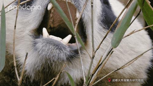 大熊猫快速吃竹笋,大熊猫吃竹子图片
