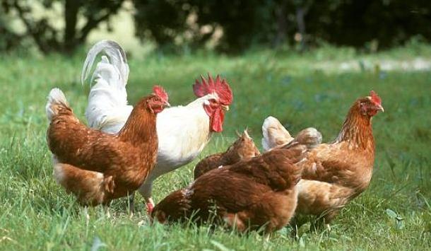 鸡过料为什么那么难治,鸡过料的原因及危害