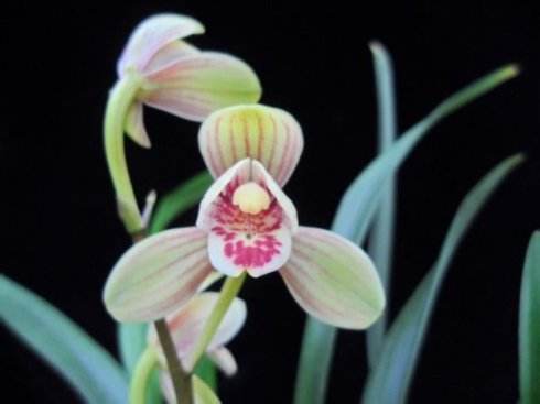 兰花花期是几月,蝴蝶兰花花期几月结束