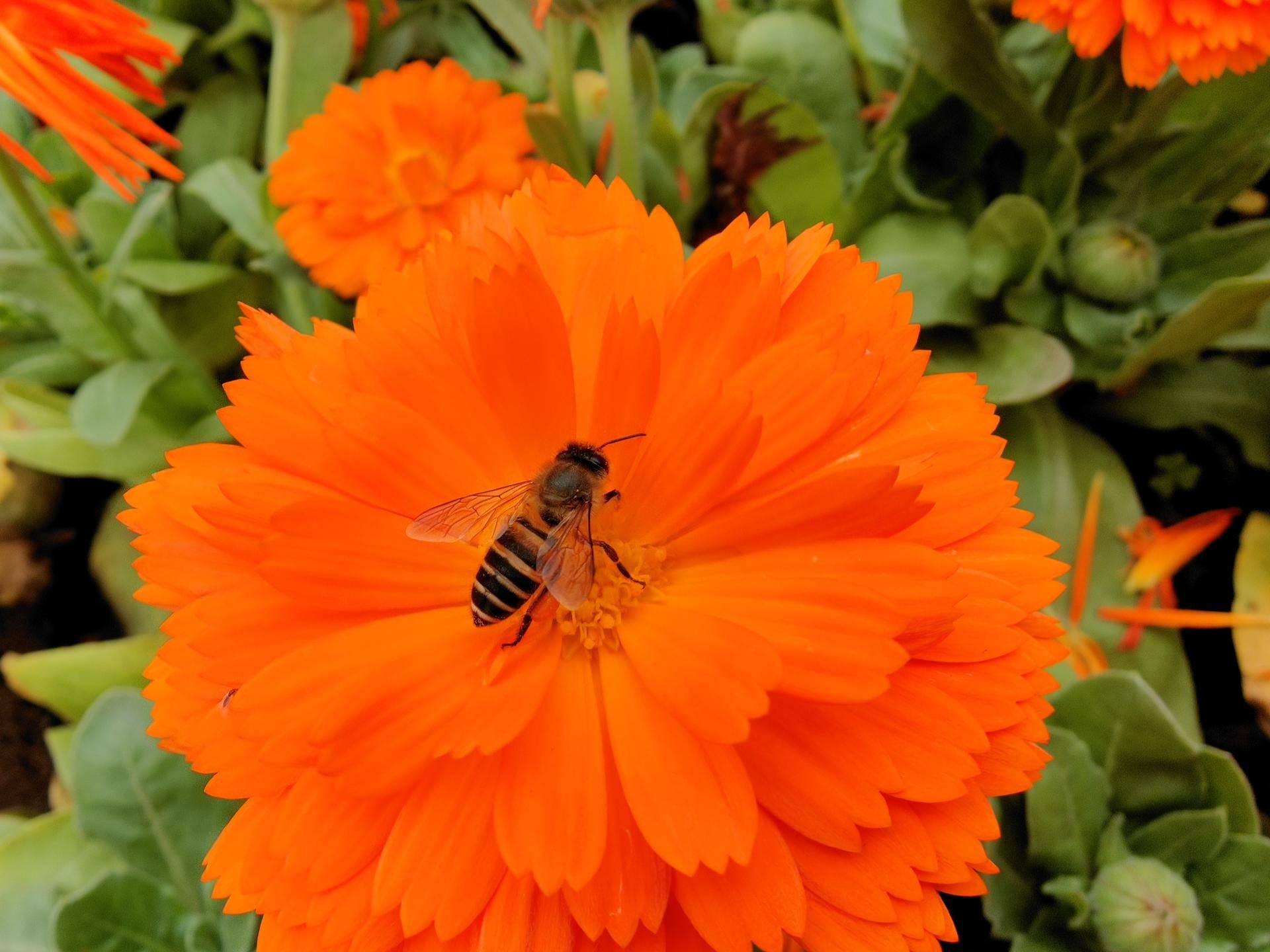 消费者视角评测,findx2pro发布多少钱