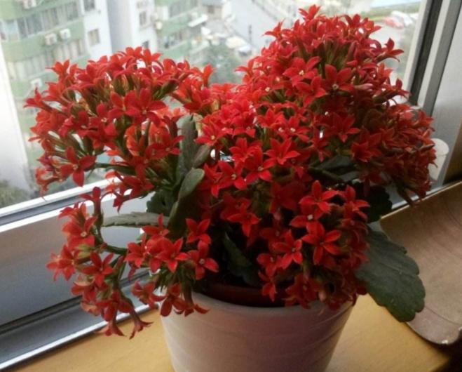 别再养绿萝,不要再种绿萝了插上就能活