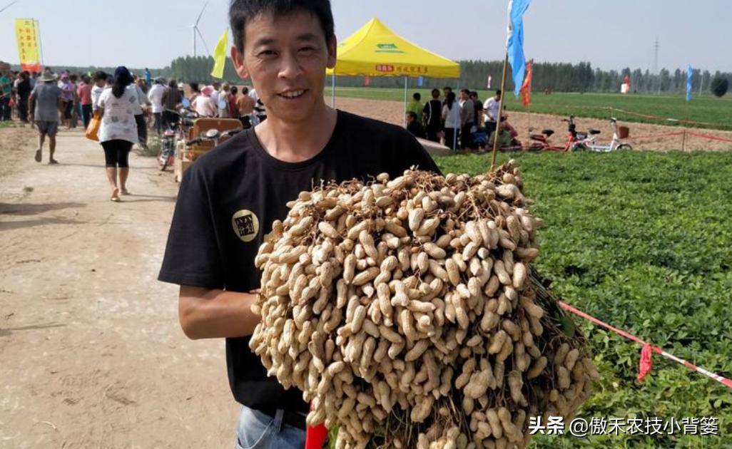 种花生高产施什么肥,作物开花了怎样施肥能多结果