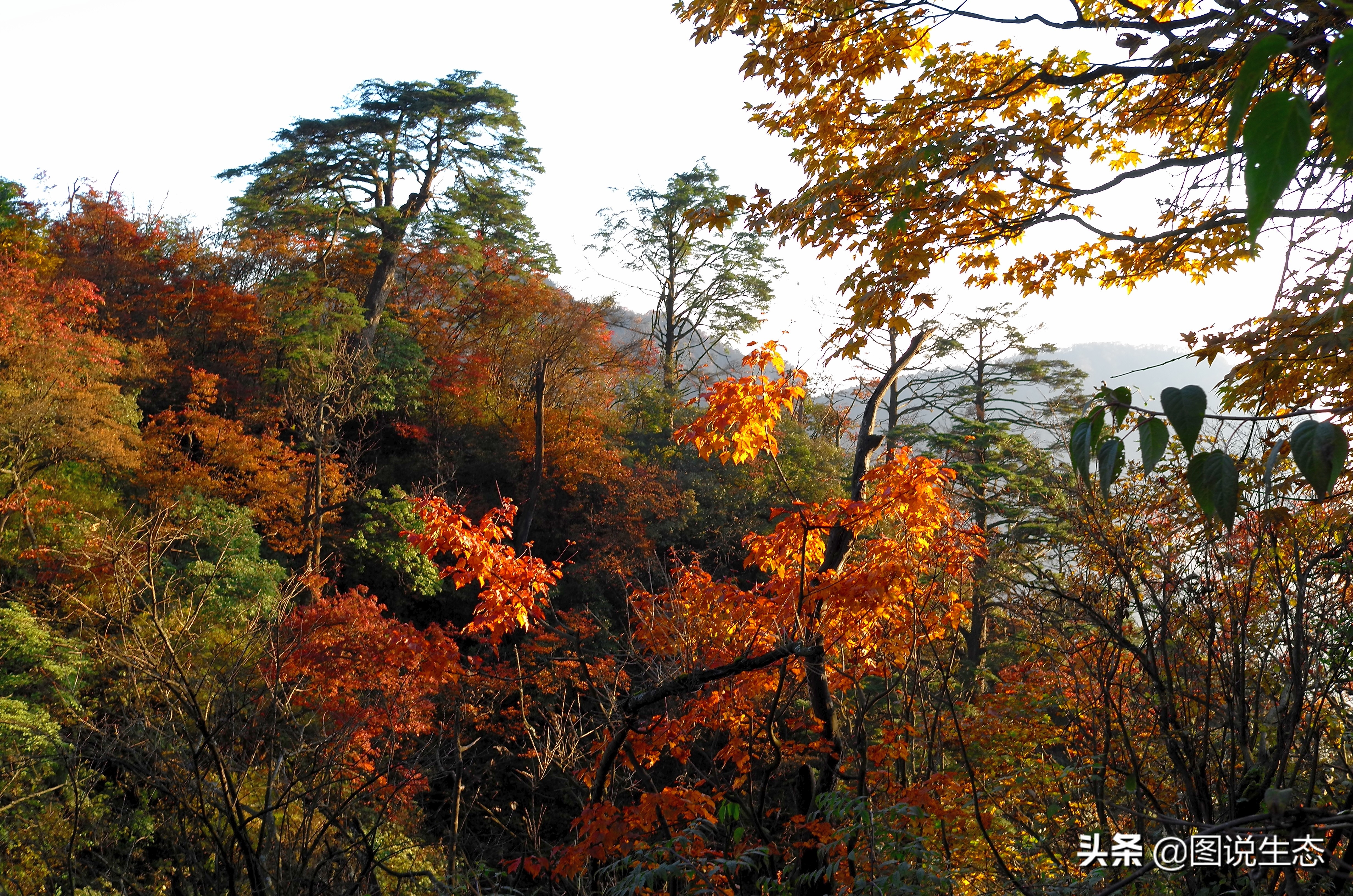 登上峨眉山金顶看风景,峨眉山日出云海佛光圣灯照片